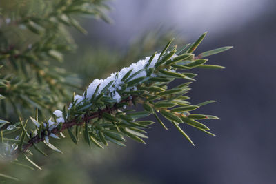 Close-up of pine tree during winter