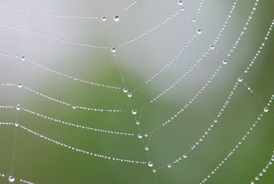 Close-up of spider web on leaf