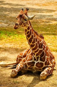 Close-up of giraffe on grass