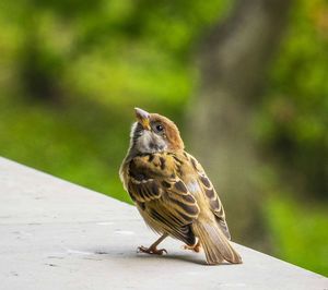 Close-up of bird perching outdoors