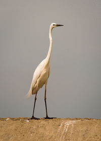 White bird on field against clear sky