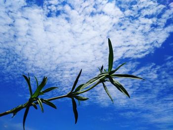 Low angle view of plant against blue sky