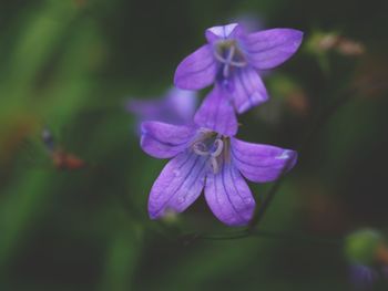 Close-up of purple flowering plant