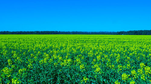 Scenic view of field against clear blue sky