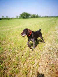 Black dog in a field