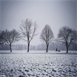 Bare trees on snow covered field