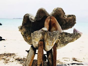 Close-up of driftwood on beach