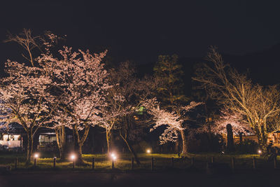 Illuminated trees against sky at night