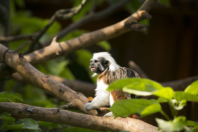 Monkey sitting on branch