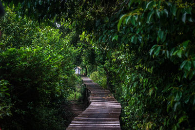 Footpath amidst trees in borneo forest