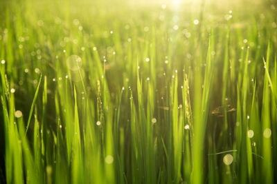 Close-up of wet grass on field