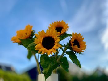 Close-up of yellow flowering plant against sky