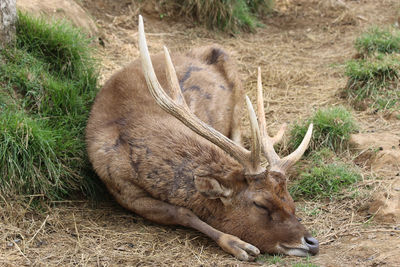 View of deer resting on field