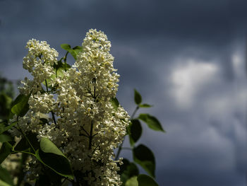 Close-up of white flowering plant against sky