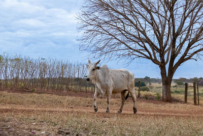 View of a horse on field