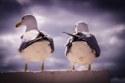 Seagulls perching on a rock