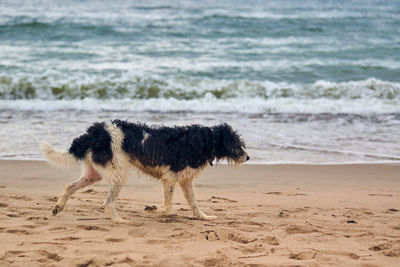 Missing wet dog walking on sandy beach and looking for owner, sea background. lost and tired dog