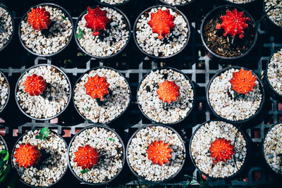 Close-up of various flowers in row