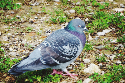 High angle view of bird perching on field