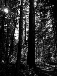 Low angle view of trees in forest