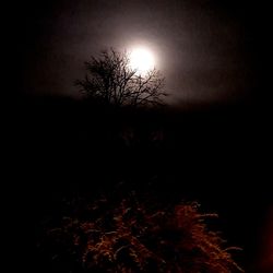 Bare tree against clear sky at night