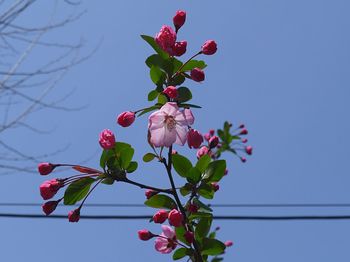 Low angle view of cherry tree against sky