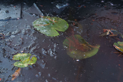 High angle view of leaves floating on water