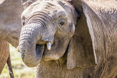 Close-up of elephant