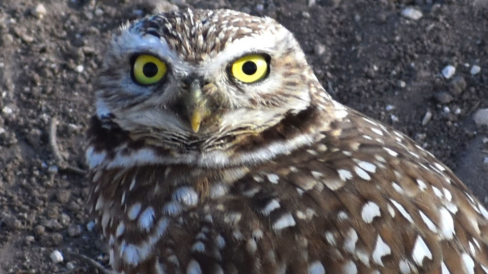 CLOSE-UP PORTRAIT OF EAGLE