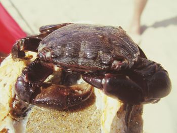 Close-up view of crab