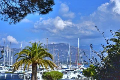 View of palm trees against cloudy sky