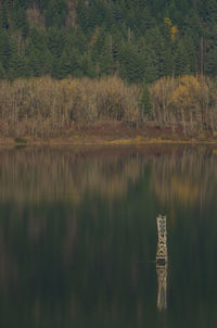 Scenic view of lake in forest