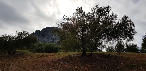 Trees on landscape against sky