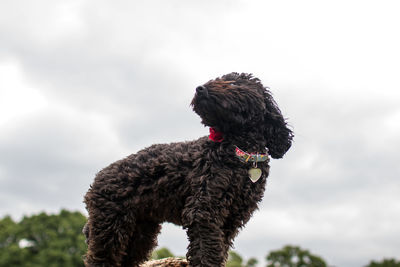 Close-up of black dog against sky