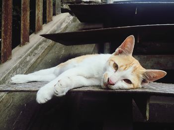 Cat sleeping on white surface