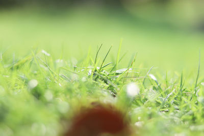 Close-up of grass growing in field