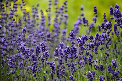 Close-up of purple flowering plants on field