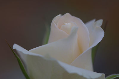 Close-up of white rose