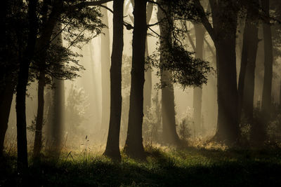 Trees in forest