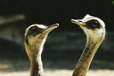 Close-up of birds against blurred background