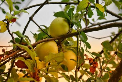 Close-up of fruits growing on tree