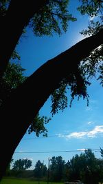 Low angle view of trees against blue sky