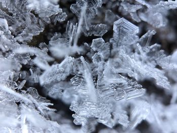 Close-up of frozen plant