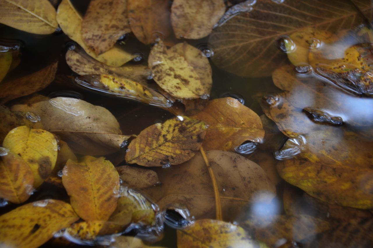 CLOSE-UP OF AUTUMN LEAVES IN WATER