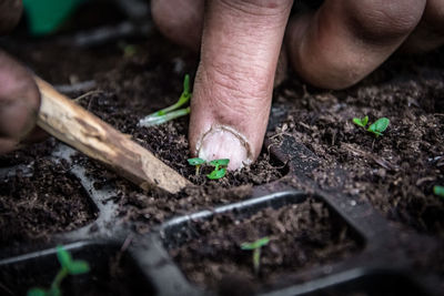 Cropped image of hand planting seedling in container