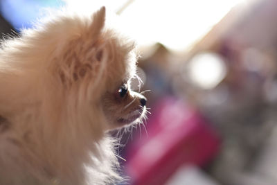 Close-up of a dog looking away