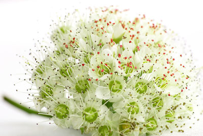 Close-up of flowering plant against white background