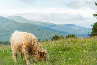 View of a sheep on landscape