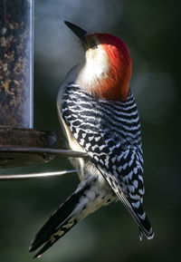 Close-up of bird perching