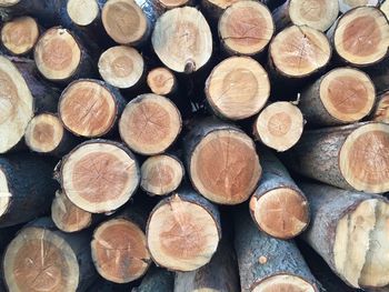 Full frame shot of logs in forest